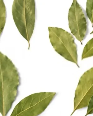 Product Name: Bay Leaves

A white background showcases clusters of Bay Leaves, exhibiting a range of sizes and shapes. Some leaves are more elongated while others are broader, each group neatly arranged to highlight their varied textures and prominent veins. This careful display emphasizes the premium quality that makes these Bay Leaves a preferred choice for suppliers.