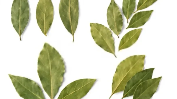 Product Name: Bay Leaves

A white background showcases clusters of Bay Leaves, exhibiting a range of sizes and shapes. Some leaves are more elongated while others are broader, each group neatly arranged to highlight their varied textures and prominent veins. This careful display emphasizes the premium quality that makes these Bay Leaves a preferred choice for suppliers.