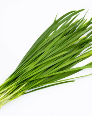 A bunch of fresh Garlic Chives is arranged on a plain white background. The chives are long, slender, and have a vibrant green color, with white roots visible at the bottom. Perfect for those looking to buy Garlic Chives with a natural appeal.