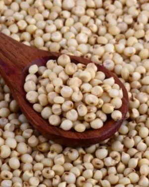 Product Name: Sorghum

A wooden spoon holds a portion of Sorghum grains, set on a background filled with more Sorghum. The small, round grains are uniform in size, showcasing their light beige color. Renowned among sorghum suppliers, this grain is celebrated for its numerous health benefits.