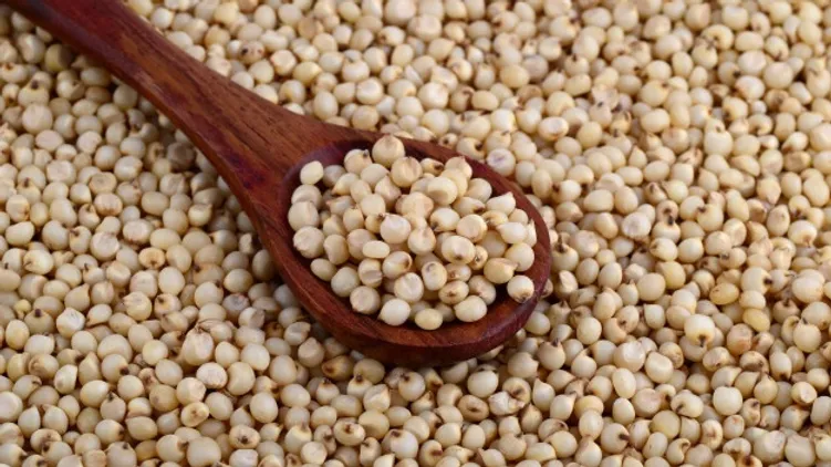 Product Name: Sorghum

A wooden spoon holds a portion of Sorghum grains, set on a background filled with more Sorghum. The small, round grains are uniform in size, showcasing their light beige color. Renowned among sorghum suppliers, this grain is celebrated for its numerous health benefits.