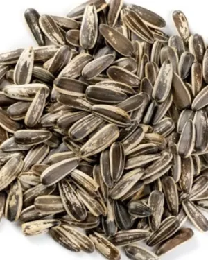 A scattered heap of Sunflower Seeds with striped shells. The predominantly gray seeds with white streaks rest on a clean white background, showcasing the quality you'd expect from a leading sunflower seed exporter.